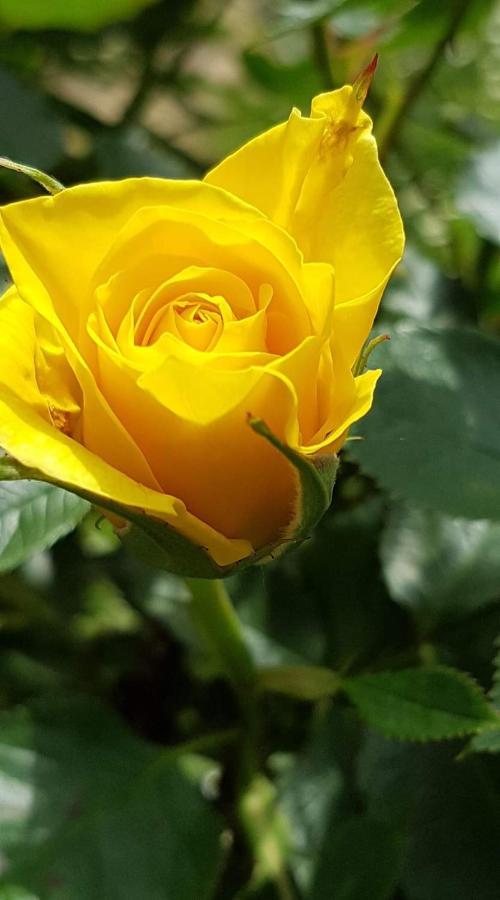 Yellow Rose Rakovica Exteriér fotografie